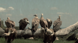 INTERNATIONAL CINEMA